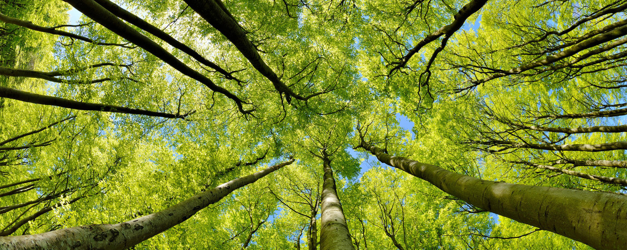 PEFC Wald